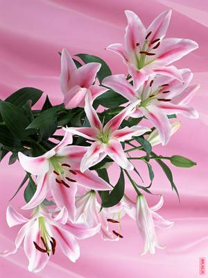 floare2 - Anna Maria