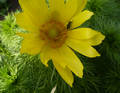 Adonis vernalis - fridrich zsuzsanna