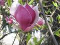 MAGNOLIA - muresul in floare - hektor_66